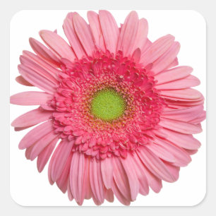 Pink Gerbera Daisy Square Sticker