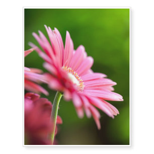 Pink Gerbera Daisy Temporary Tattoos