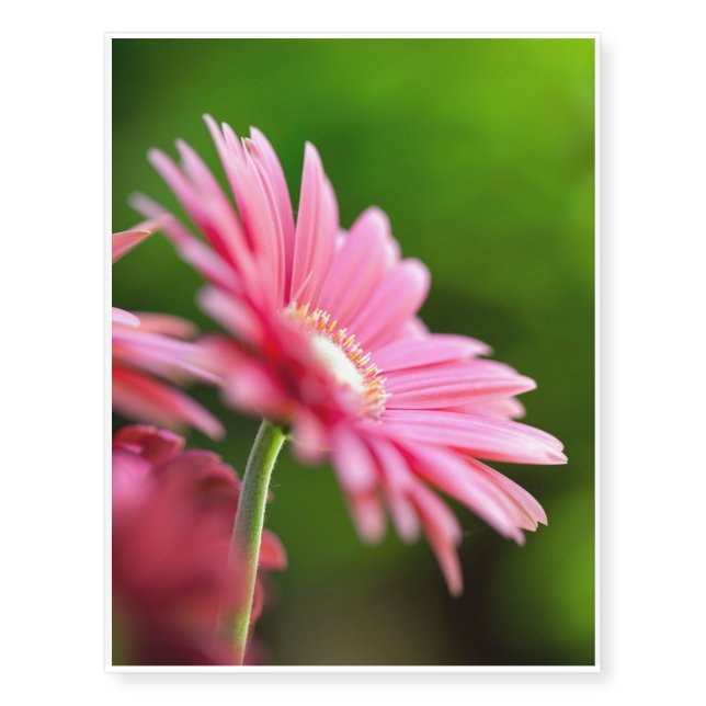 Pink Gerbera Daisy Temporary Tattoos (Front)