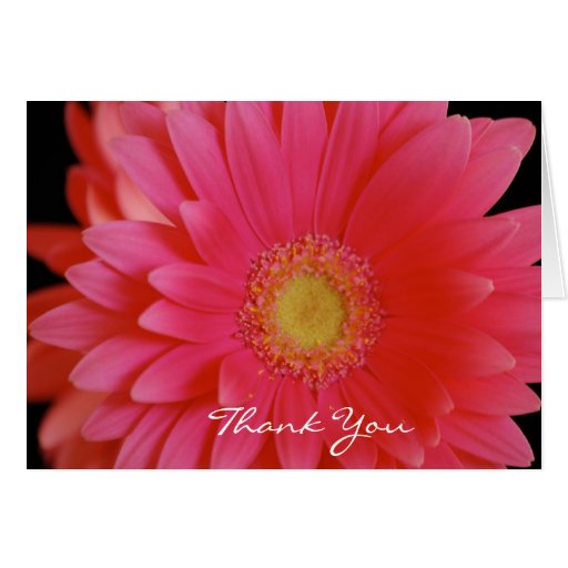 Pink Gerbera Daisy Thank You Card | Zazzle