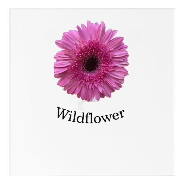 Pink Gerbera Daisy Wildflower Square Acrylic Wall Print (Front)