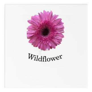 Pink Gerbera Daisy Wildflower Square Acrylic Wall Print