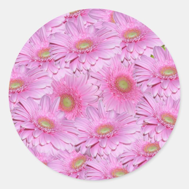 Pink Gerbera Flowers In Tight Clusters,  Classic Round Sticker (Front)