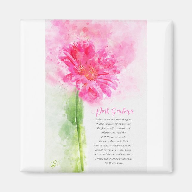 Pink Gerbera Magnet (Front)