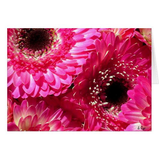 Pink Gerberas Cards (Front Horizontal)