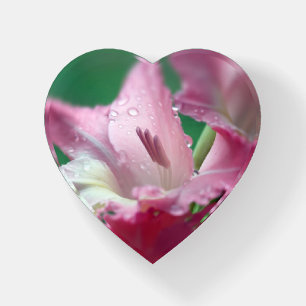 Pink Gladiola with Drops Heart-Shaped Paperweight