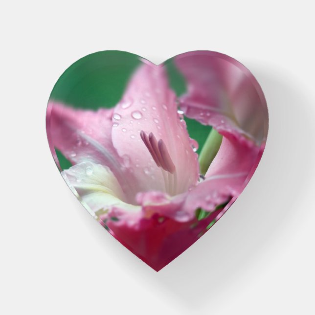 Pink Gladiola with Drops Heart-Shaped Paperweight (Front)