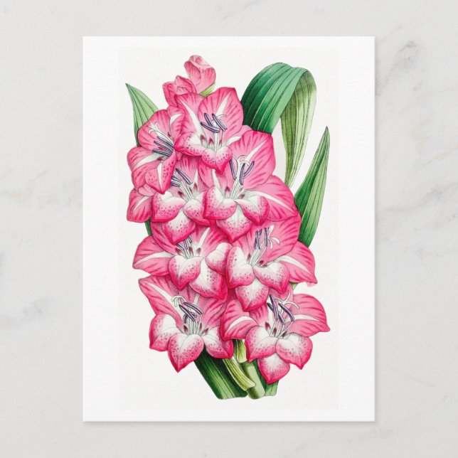 Pink Gladiolus Vintage Botanical Postcard (Front)