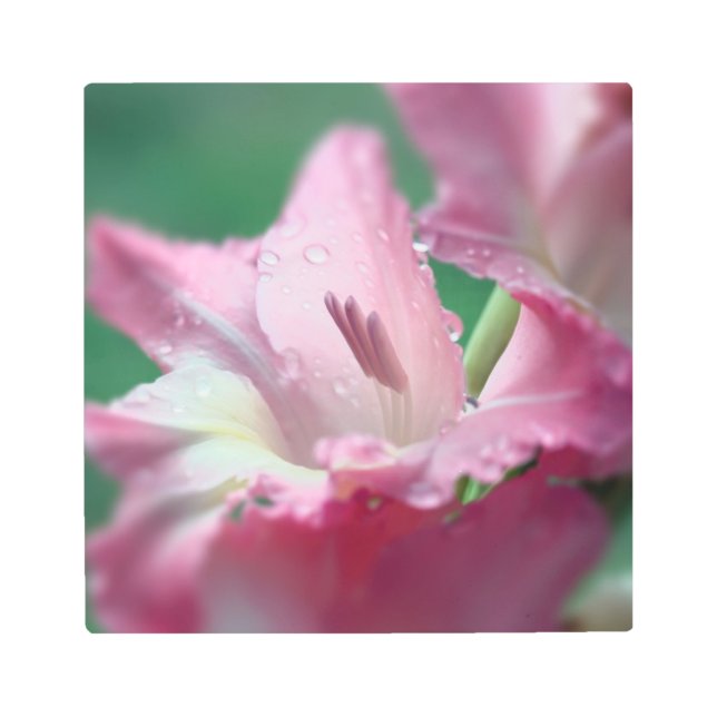 Pink Gladiolus with Drops Metal Wall Art (Front)