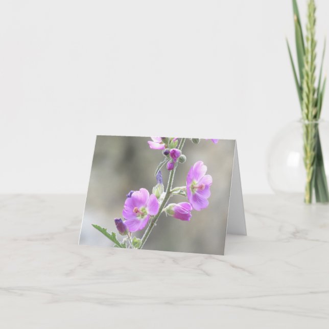 Pink Globe Mallow Wildflowers Card (Front)