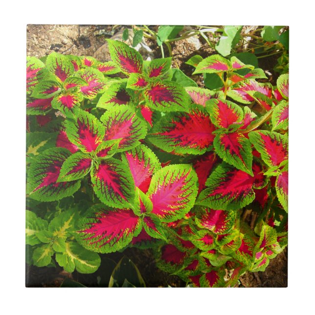 Pink Green Coleus Flower Tropical Tile (Front)