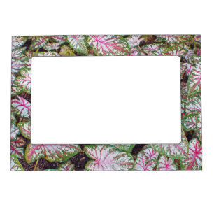 PINK & GREEN & WHITE CALADIUM MAGNETIC PHOTO FRAME