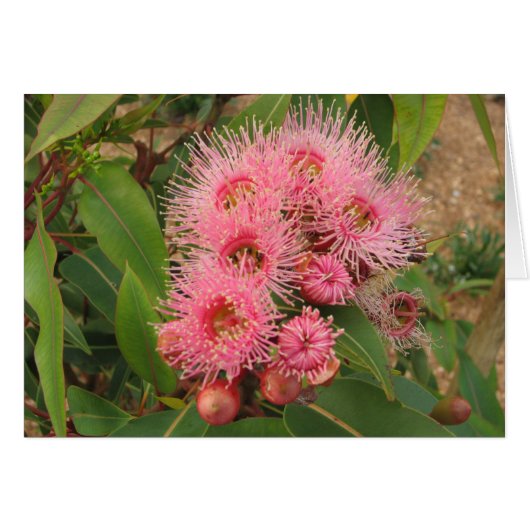 Pink gum flowers cards (Front Horizontal)