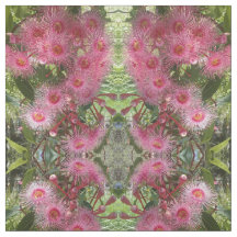 Pink Gumnut Eucalyptus Flowers Australian Native