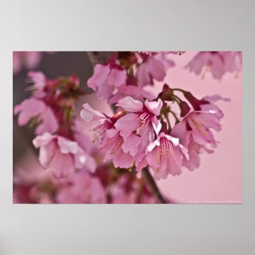 Pink Haze Japanese Cherry Blossoms Poster