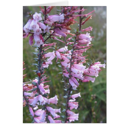 Pink heath wildflowers cards (Front)