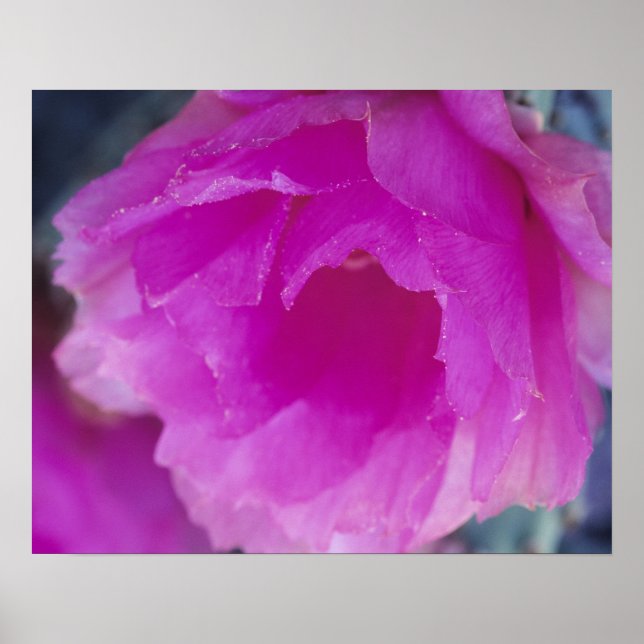 Pink Hedgehog Cactus blossom (Echinocereus Poster (Front)