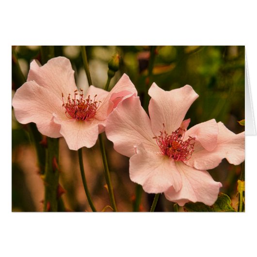 Pink Heirloom Rose Blank Inside Card (Front Horizontal)