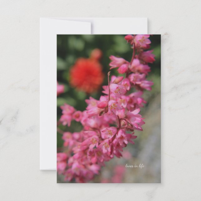 Pink Heuchera Note Card (Front)