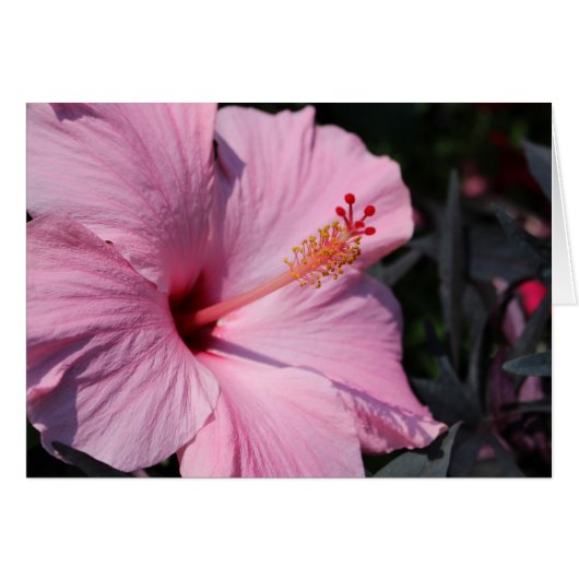 Pink Hibiscus (Front Horizontal)
