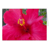 Pink Hibiscus (Front Horizontal)