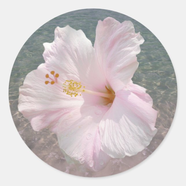 Pink Hibiscus and Ocean Water Sticker (Front)