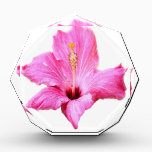 Pink Hibiscus Award<br><div class="desc">Beautiful fully open and blooming pink Hibiscus tropical flower.Pick your own background color.Clik "customize" edit.</div>