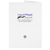 Pink Hibiscus Blank Card (Back)