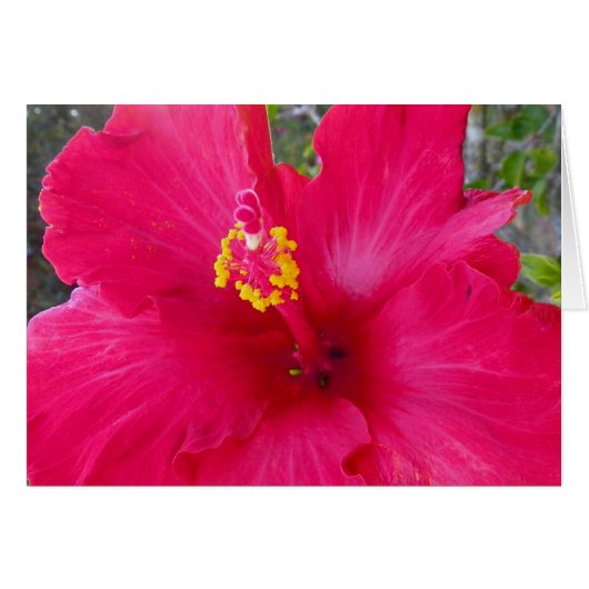 Pink Hibiscus Cards (Front Horizontal)