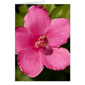 Pink Hibiscus Cards