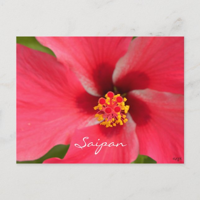 Pink Hibiscus Center Postcard (Front)