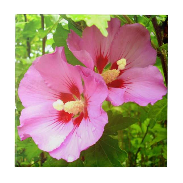 Pink Hibiscus Ceramic Tile (Front)