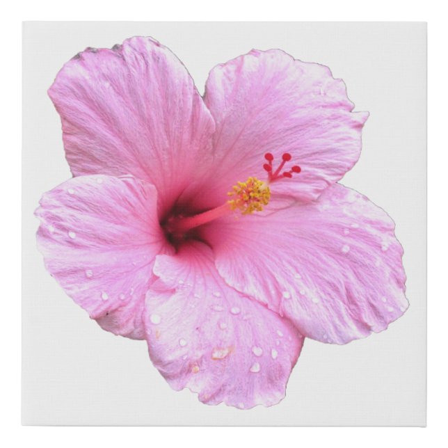 Pink Hibiscus Faux Canvas Print (Front)