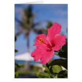 Pink hibiscus flower (Front)