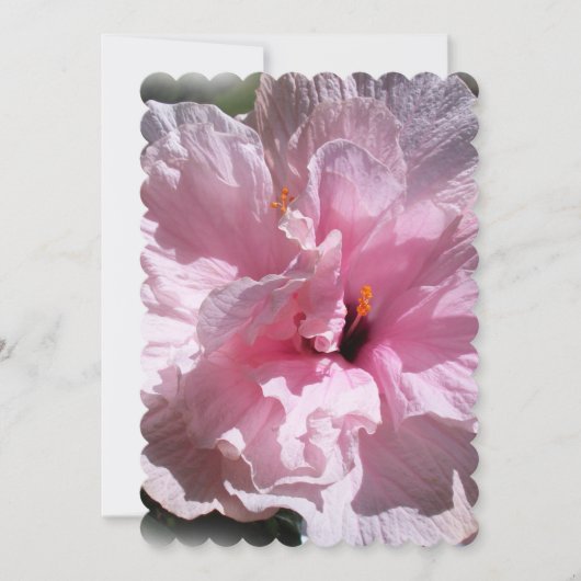 Pink Hibiscus Flower (Front)