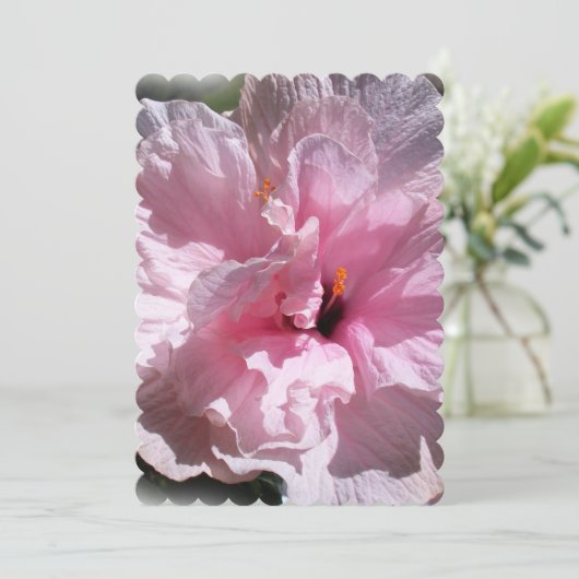 Pink Hibiscus Flower (Standing Front)