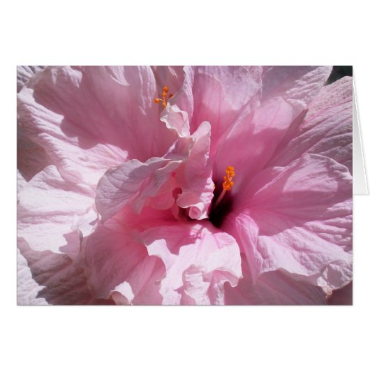 Pink Hibiscus Flower Cards (Front Horizontal)