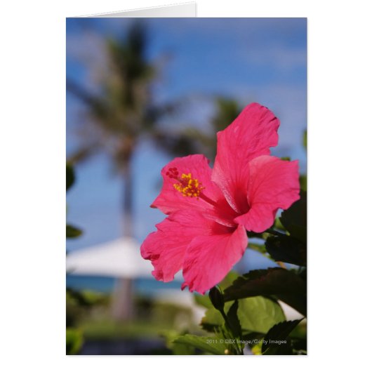Pink hibiscus flower cards (Front)
