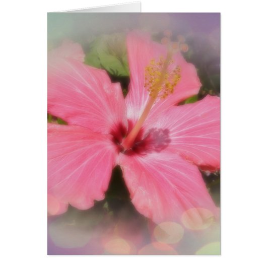 Pink Hibiscus Flower Cards (Front)