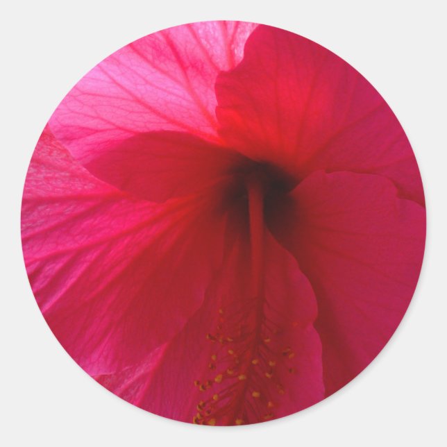 Pink Hibiscus Flower Classic Round Sticker (Front)