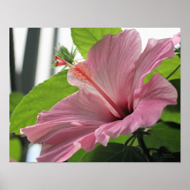 Pink Hibiscus Flower Close Up Poster (Front)