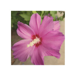 Pink Hibiscus Flower Floral Throw Pillow Wood Wall Art