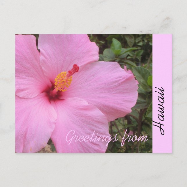 Pink hibiscus flower Hawaii greeting postcard (Front)