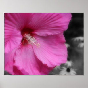 Pink Hibiscus Flower Partial Color  Poster