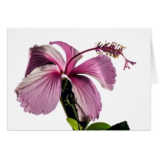 Pink Hibiscus Flower Side View Cards (Front Horizontal)