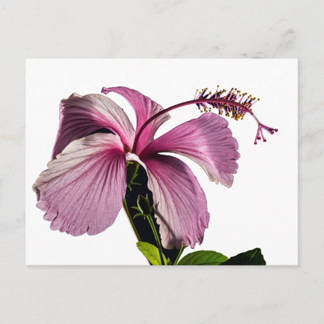 Pink Hibiscus Flower Side View Postcard (Front)