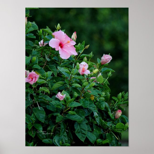 Pink Hibiscus Flower Tree Poster (Front)