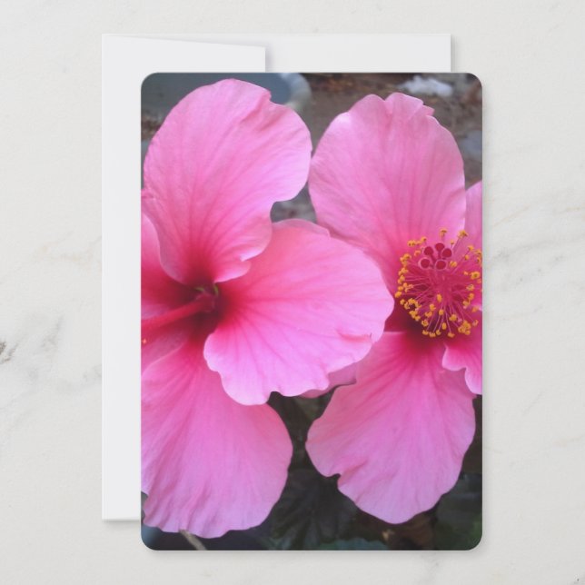 Pink Hibiscus Flowers (Front)