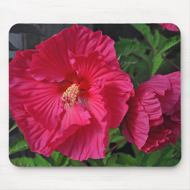Pink hibiscus flowers mouse pad (Front)
