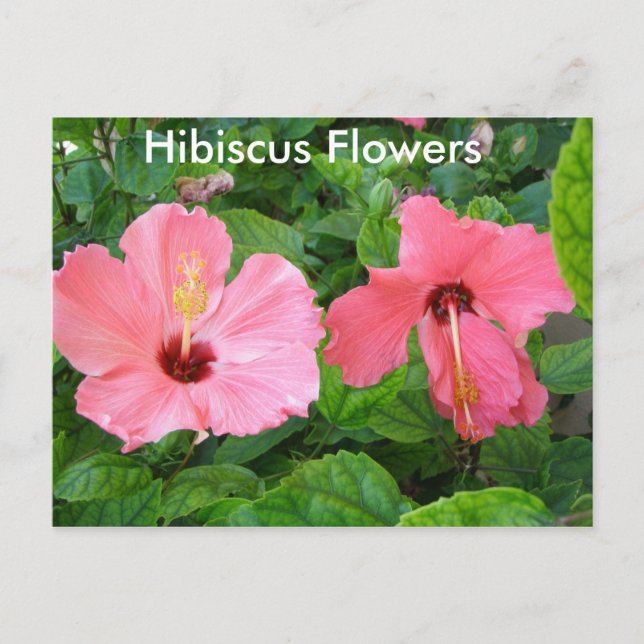 Pink Hibiscus Flowers Postcard (Front)